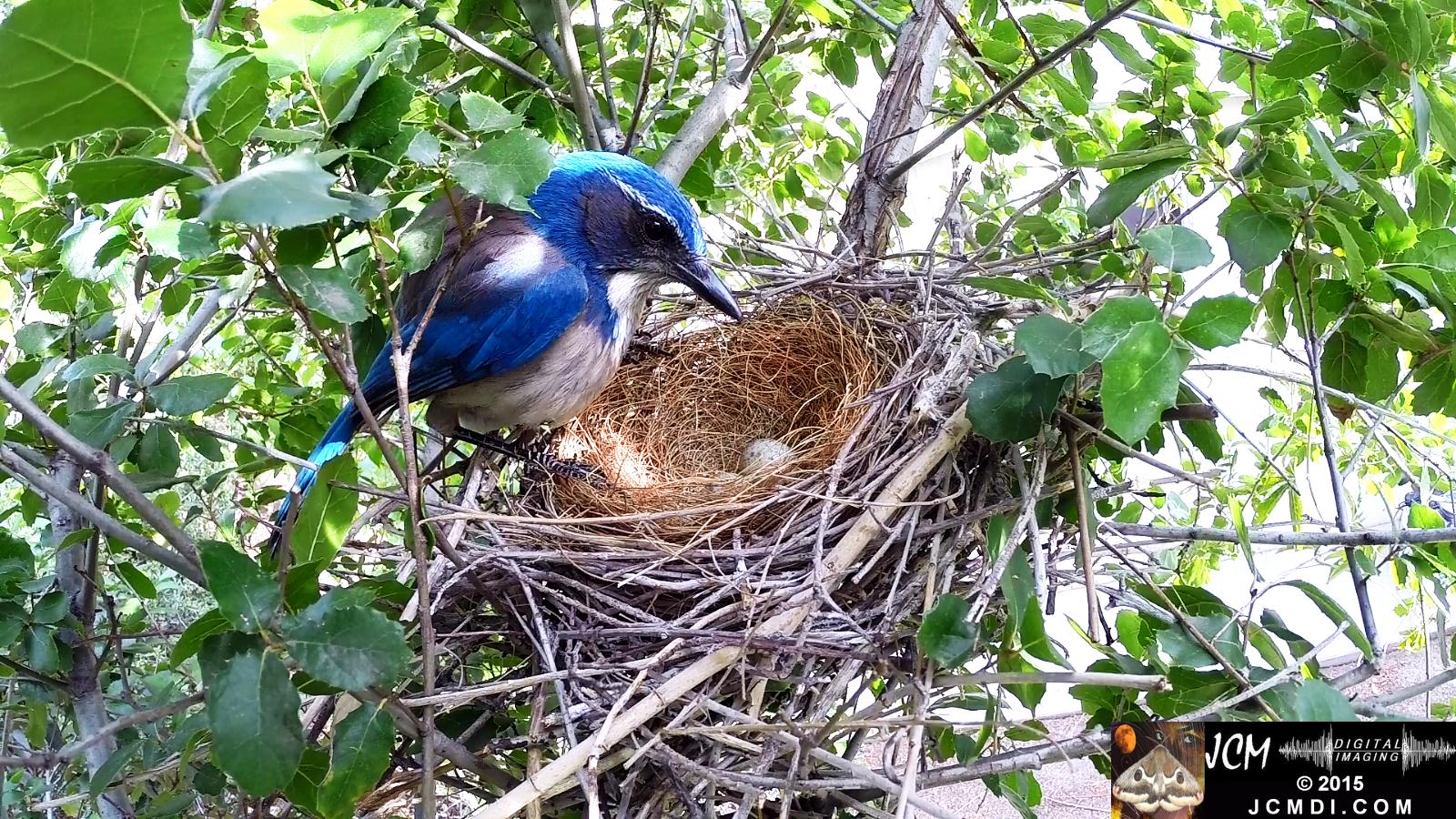 Scrub Jay nest and activity GoPro Hero3+ Black 3-3132015 Santa Clarita JCMDI.COM